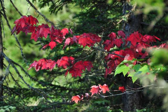 Algumas folhas se adiantam e já tem a cor do Outono, no Parc National de La Mauricie, província de Quebec, no Canadá